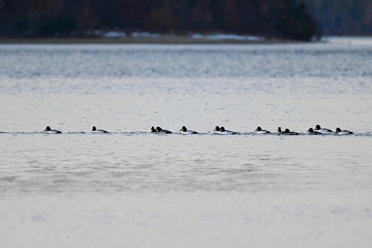 Common Goldeneye - ML647105407