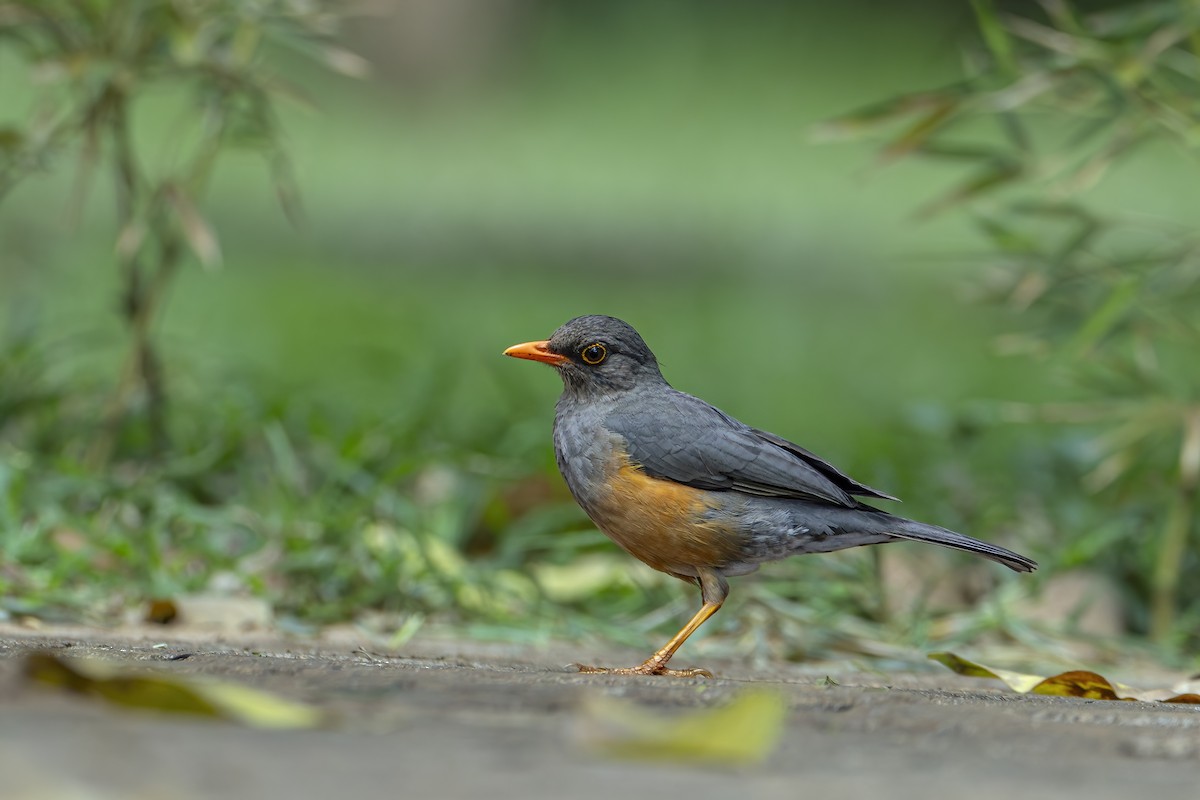 Эфиопский дрозд - ML647105408