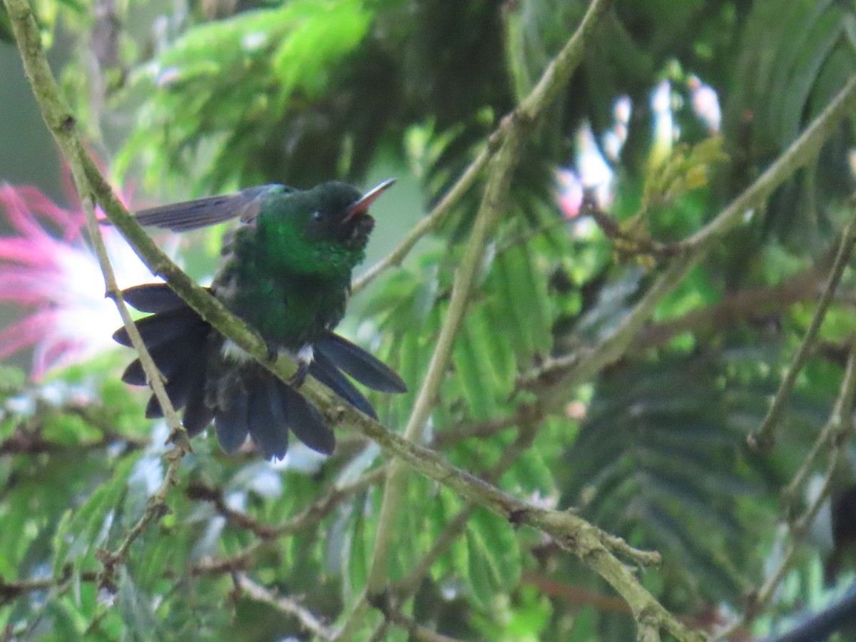 Steely-vented Hummingbird - ML647105409