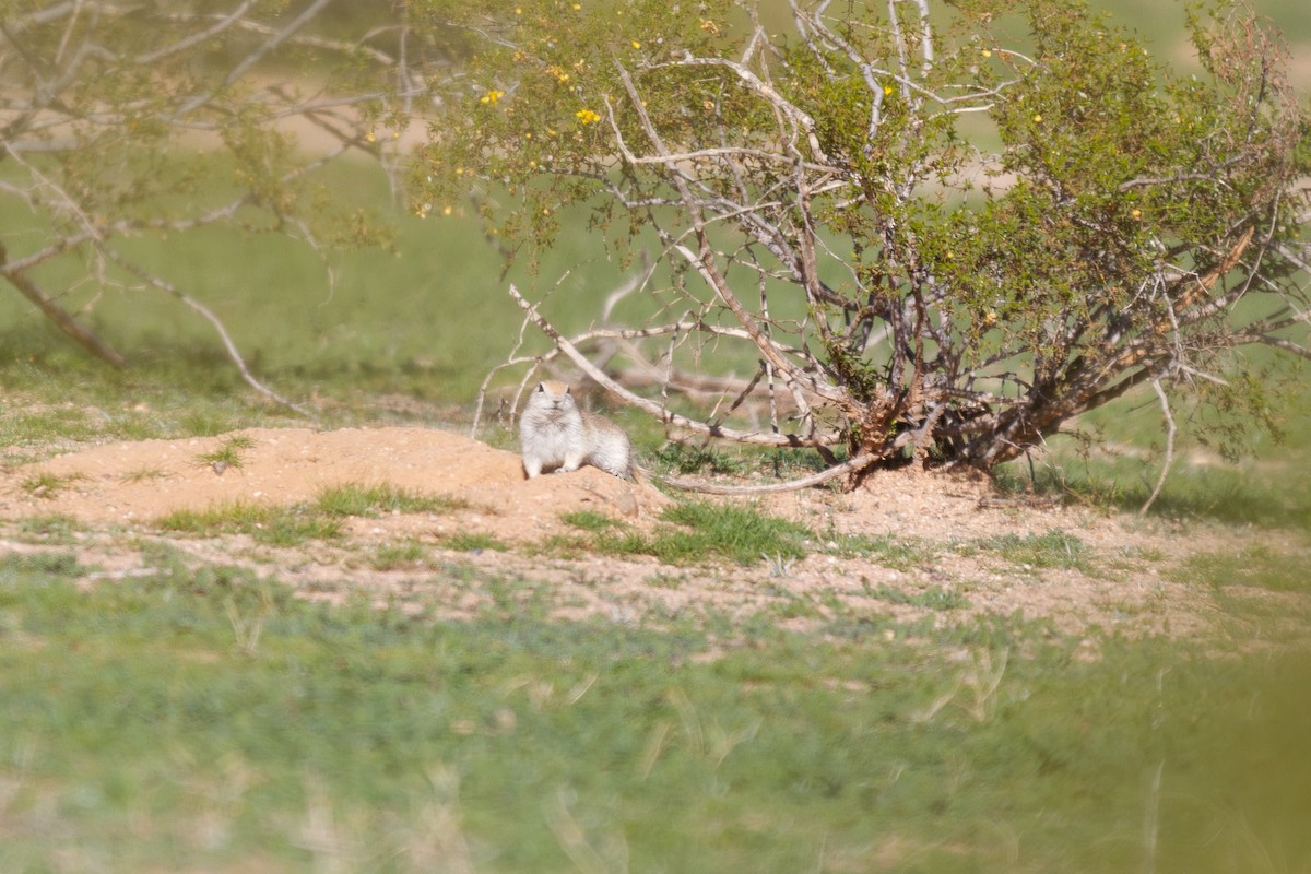 Round-tailed Ground Squirrel - ML647105416