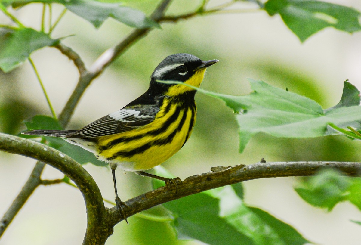 סבכון לבן-זנב - ML647105417