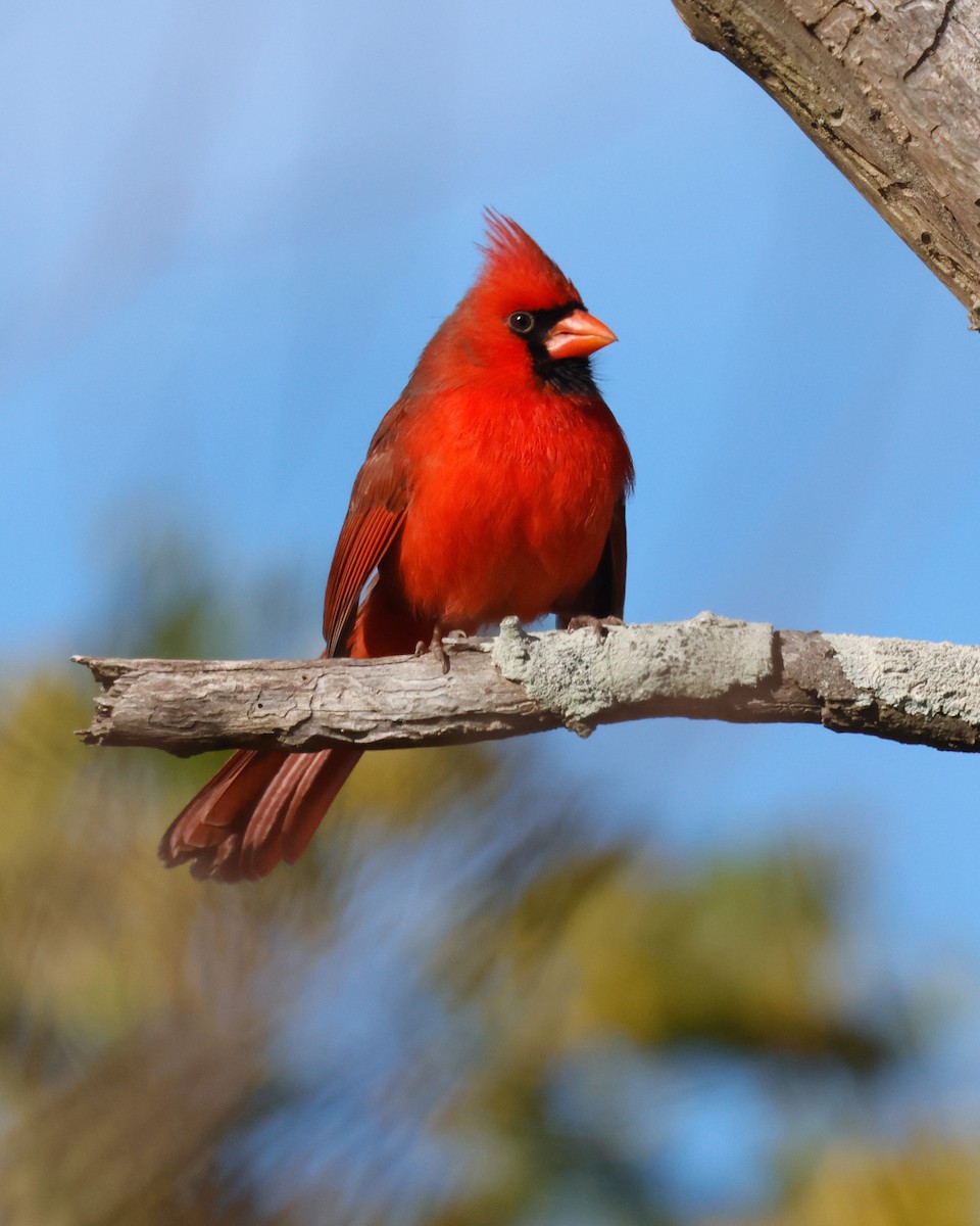 Cardinal rouge - ML647105418