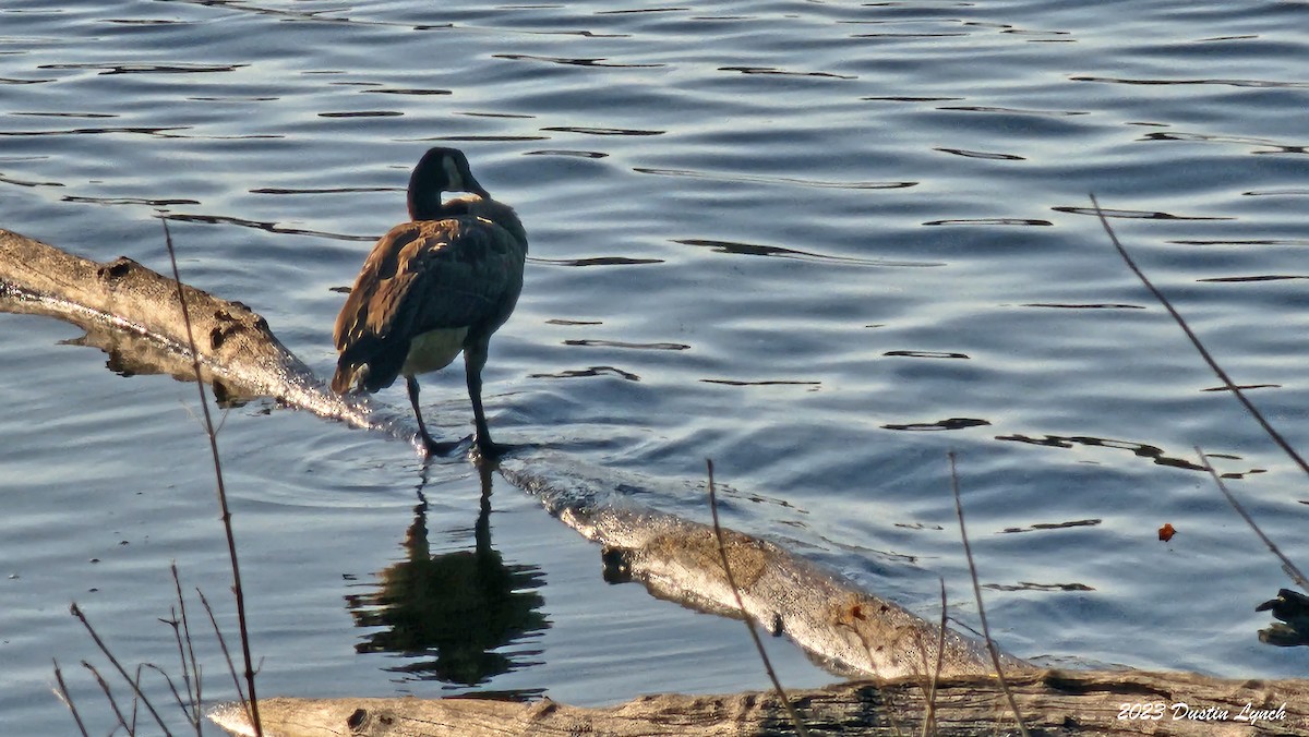 Canada Goose - ML647105427