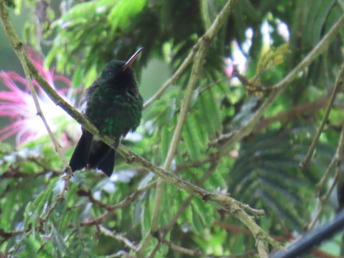 Steely-vented Hummingbird - ML647105428