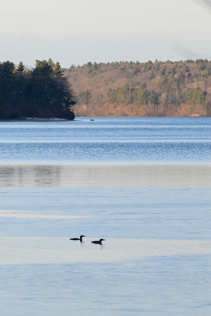 Common Loon - ML647105430