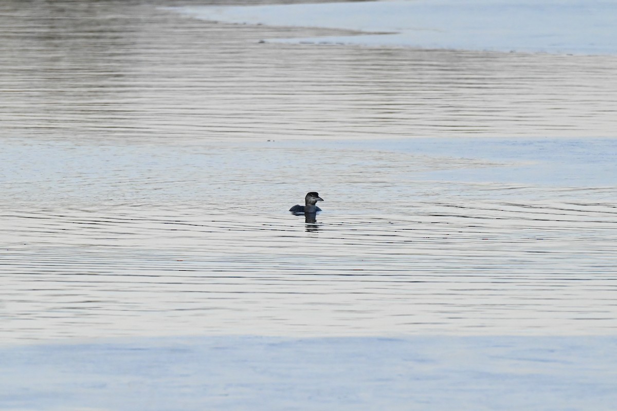 Common Loon - ML647105431