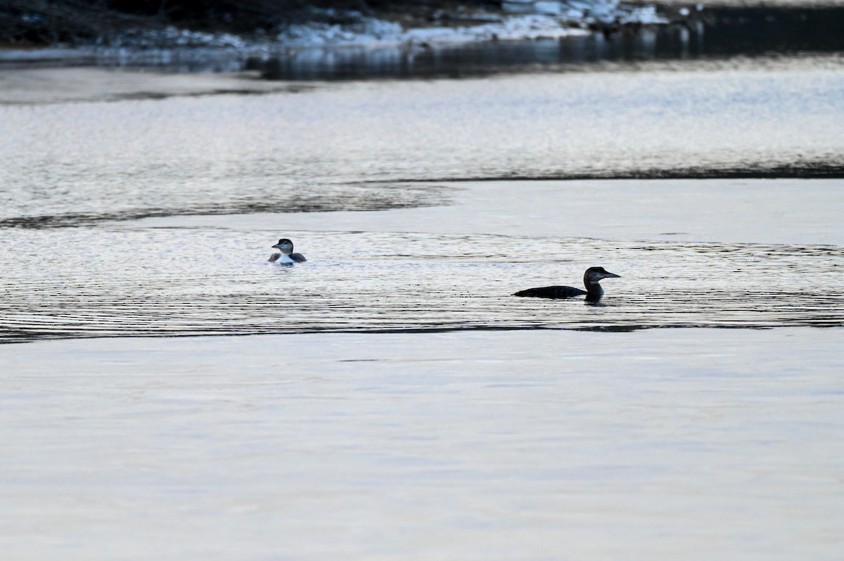 Common Loon - ML647105432