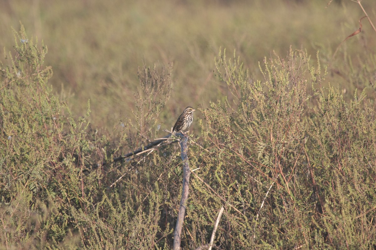 Пасовник савановий - ML647105434
