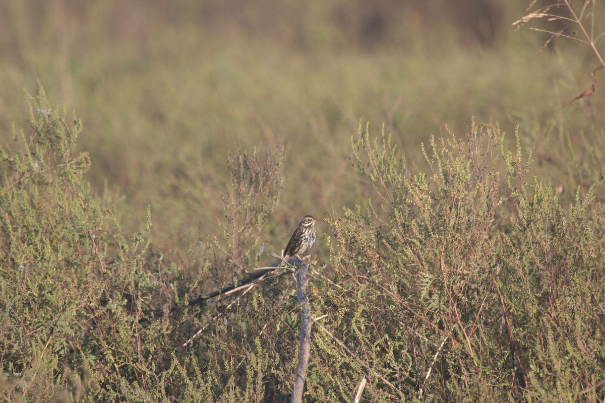 Пасовник савановий - ML647105435