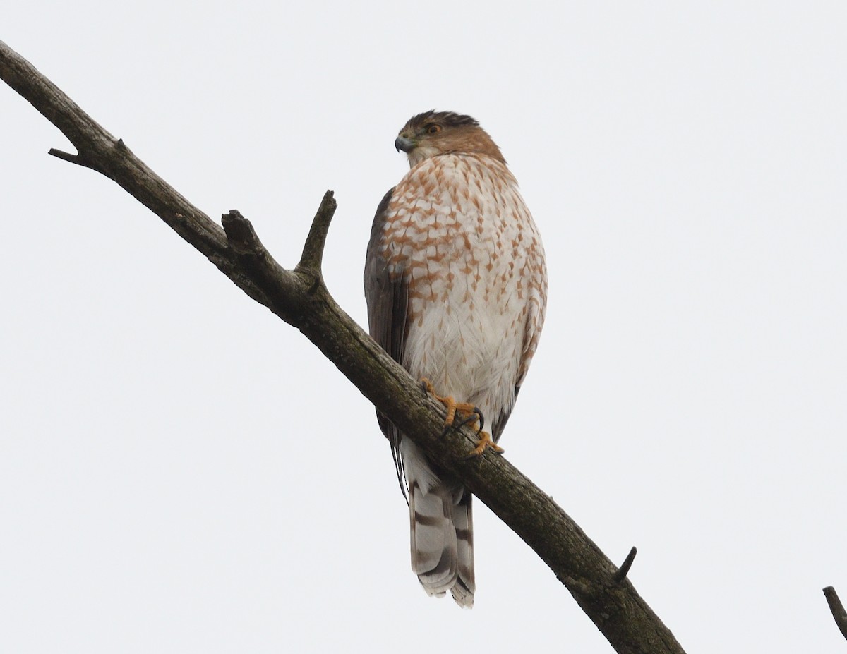 Cooper's Hawk - ML647105436