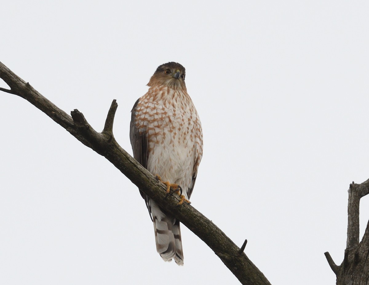 Cooper's Hawk - ML647105437