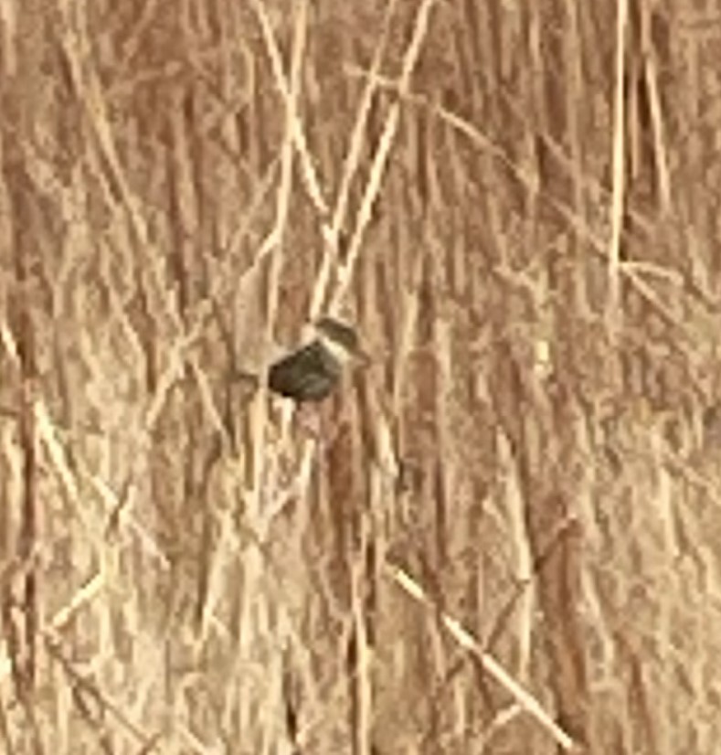 LeConte's Sparrow - ML647105440