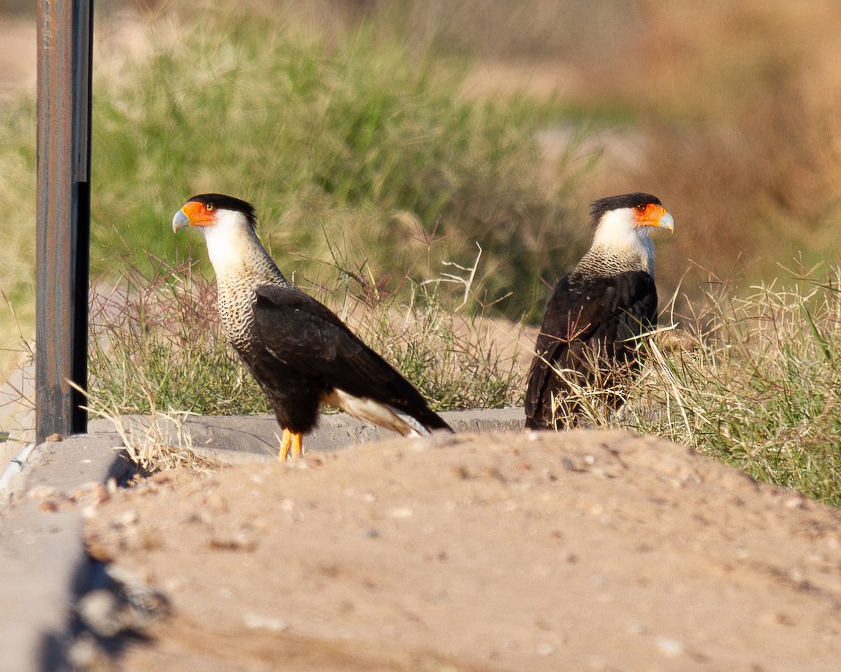 Crested Caracara - ML647105444