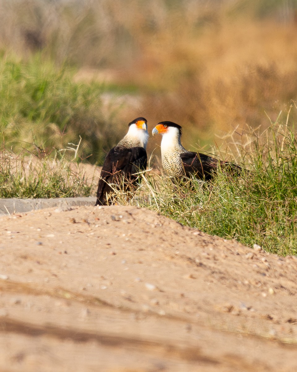 Crested Caracara - ML647105445