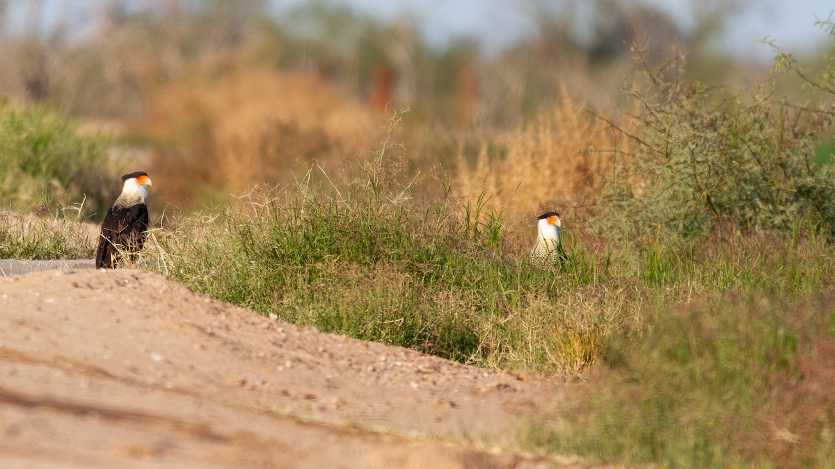 Crested Caracara - ML647105446