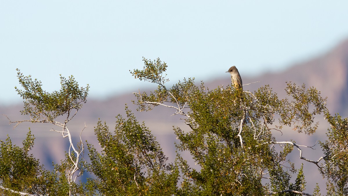 Say's Phoebe - ML647105448