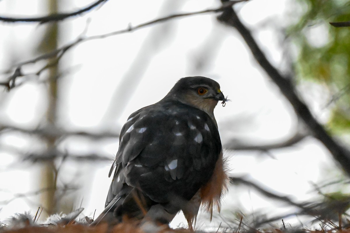 Sharp-shinned Hawk - ML647105454
