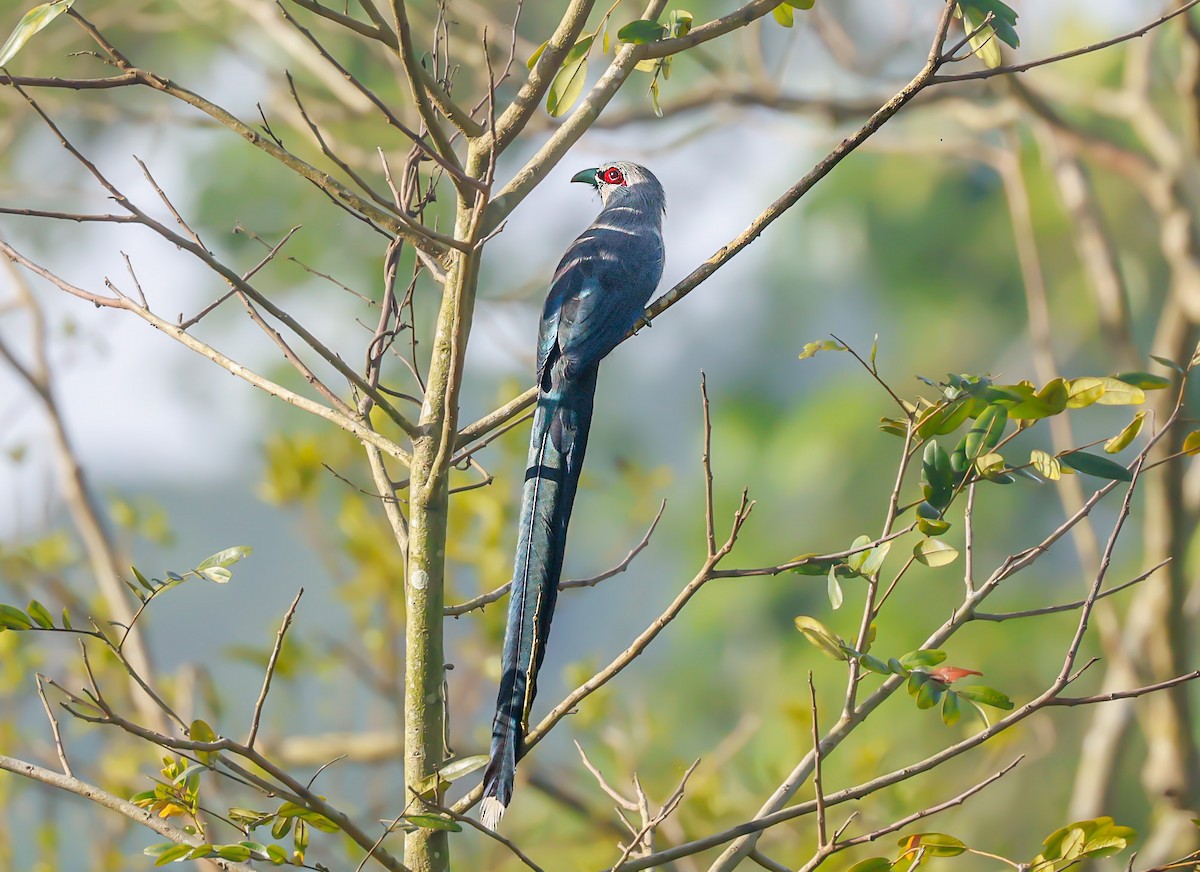 Green-billed Malkoha - ML647105455