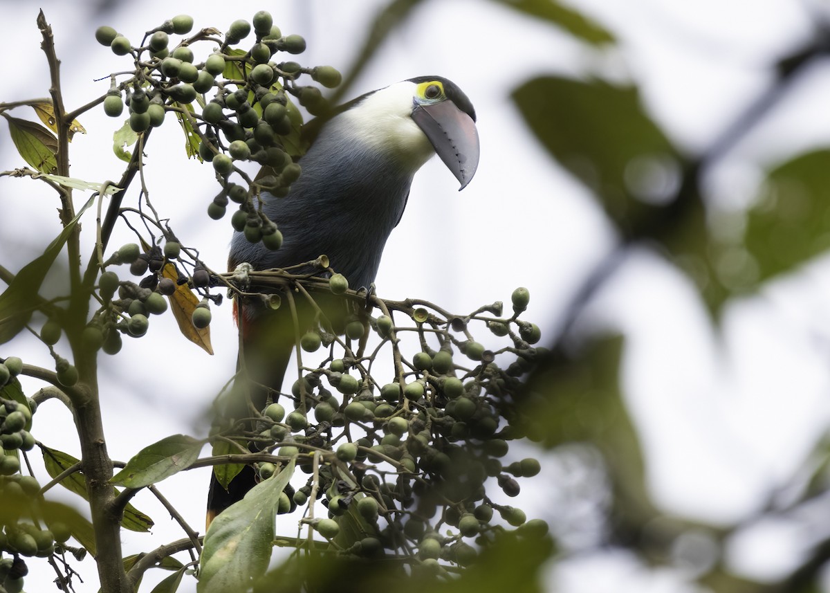 Андигена білощока - ML647105457