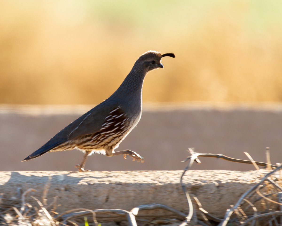 Gambel's Quail - ML647105459