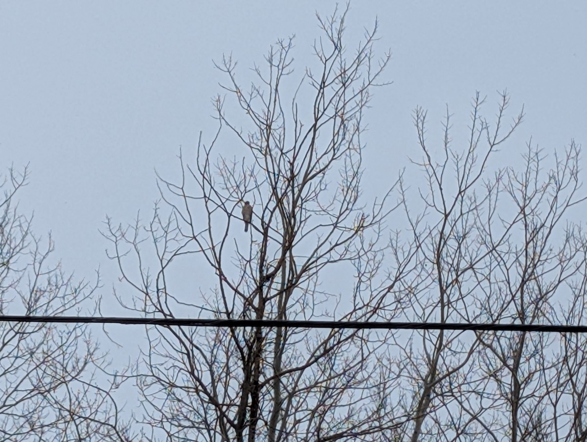 Sharp-shinned/Cooper's Hawk - ML647105461