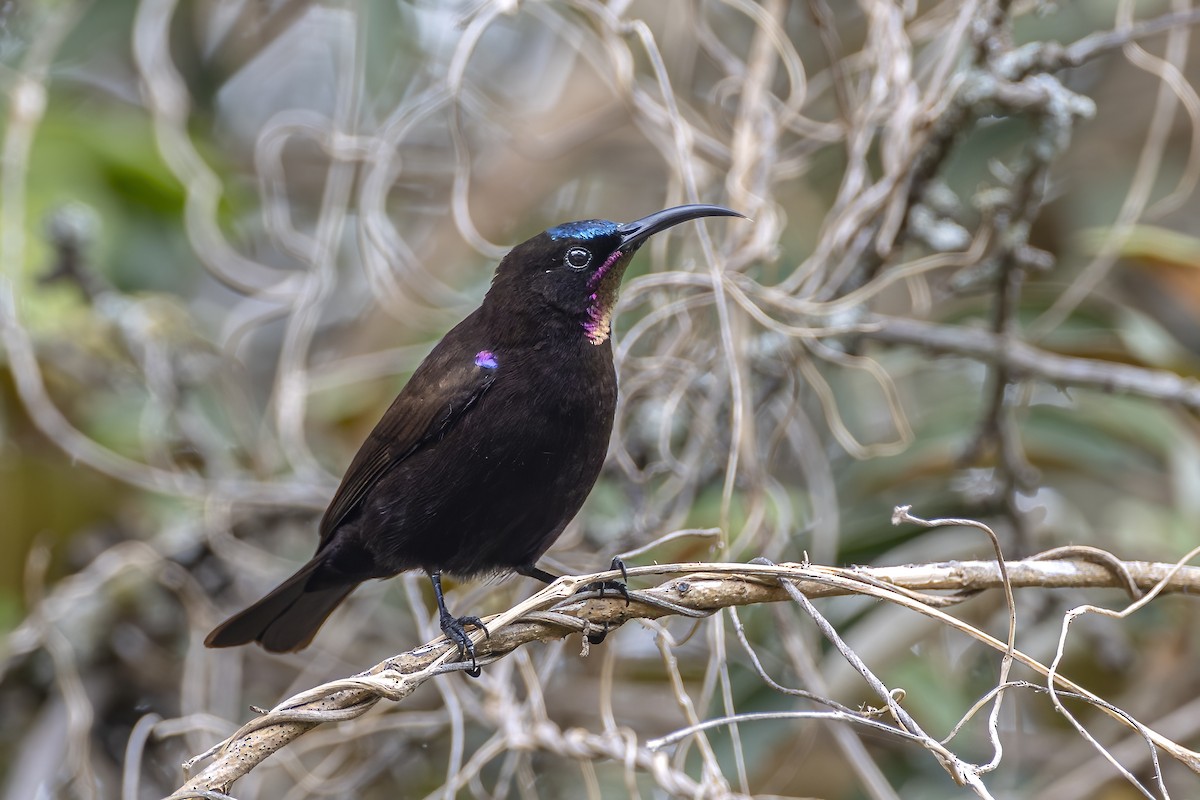 Amethyst Sunbird - ML647105463