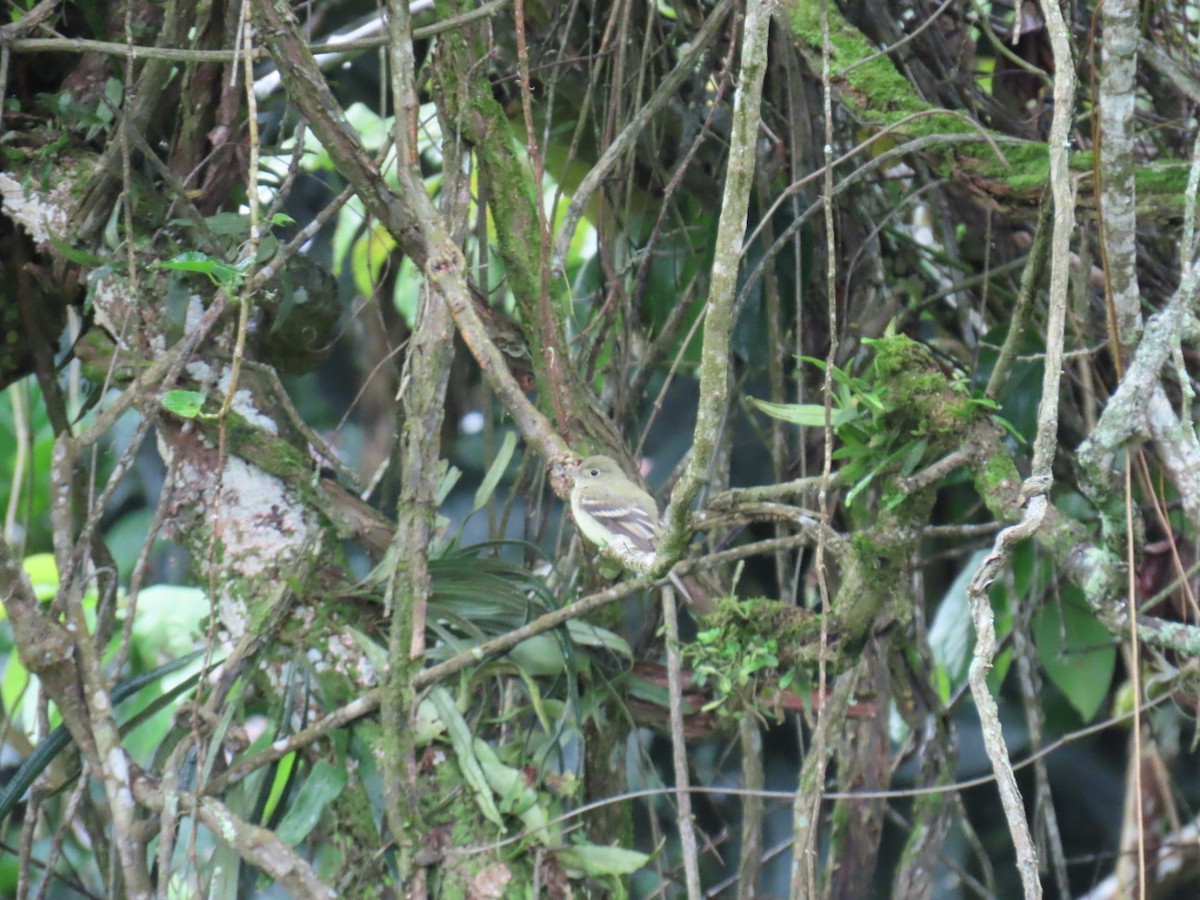 Acadian Flycatcher - ML647105467