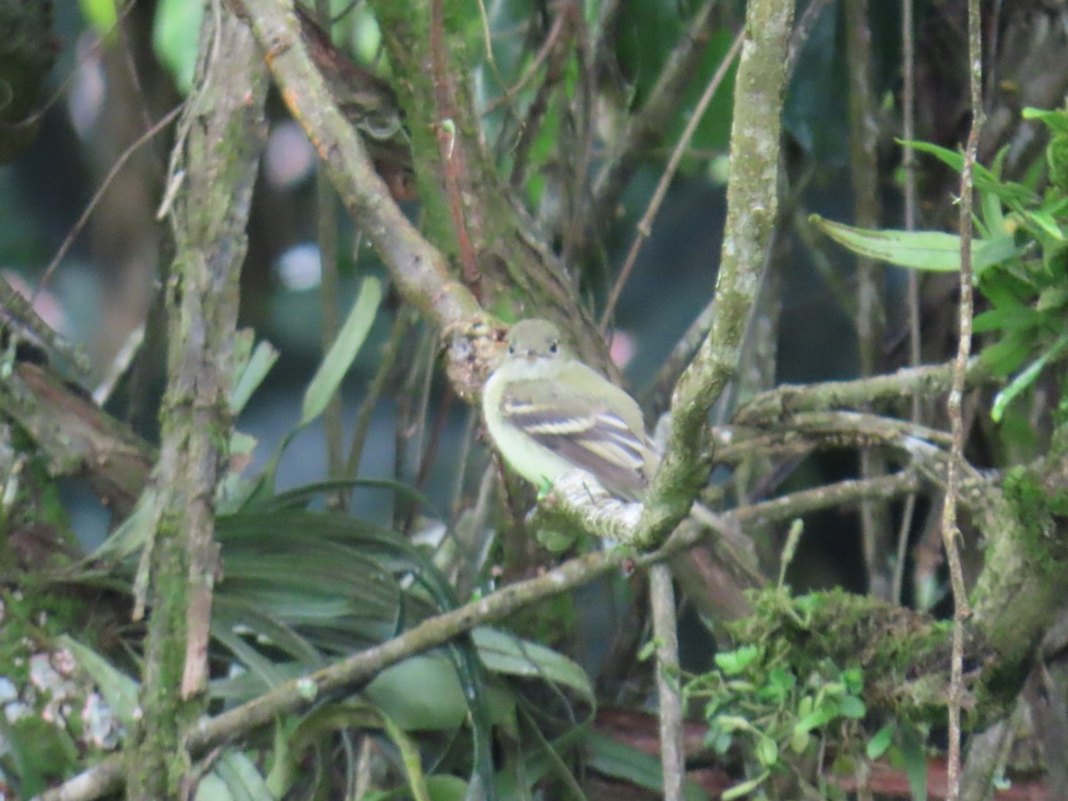 Acadian Flycatcher - ML647105473