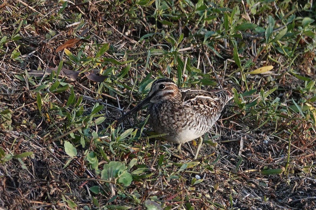 Wilson's Snipe - ML647105481