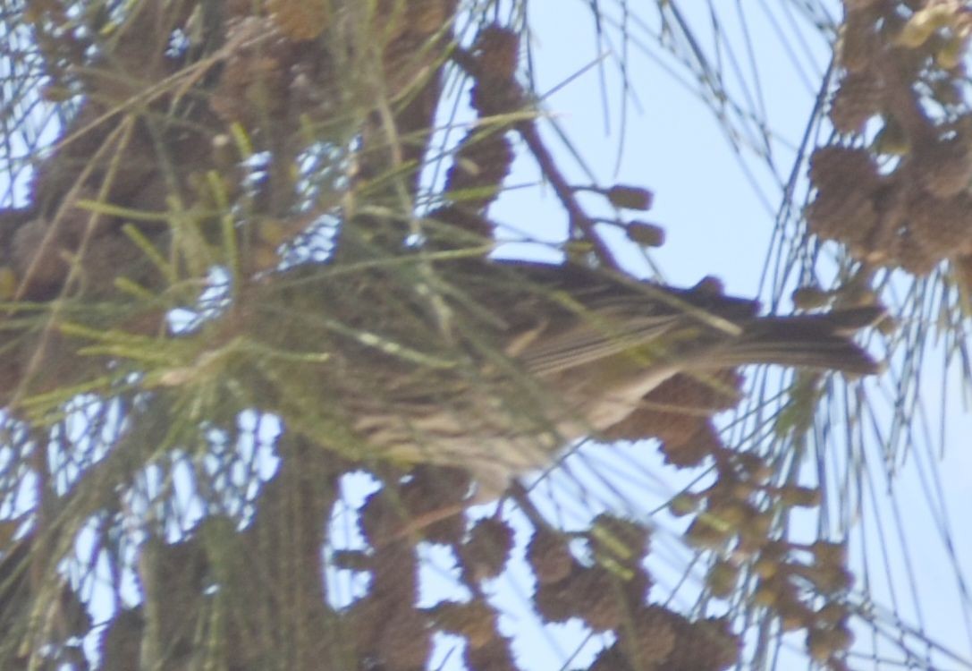 Girlitz - ML647105484