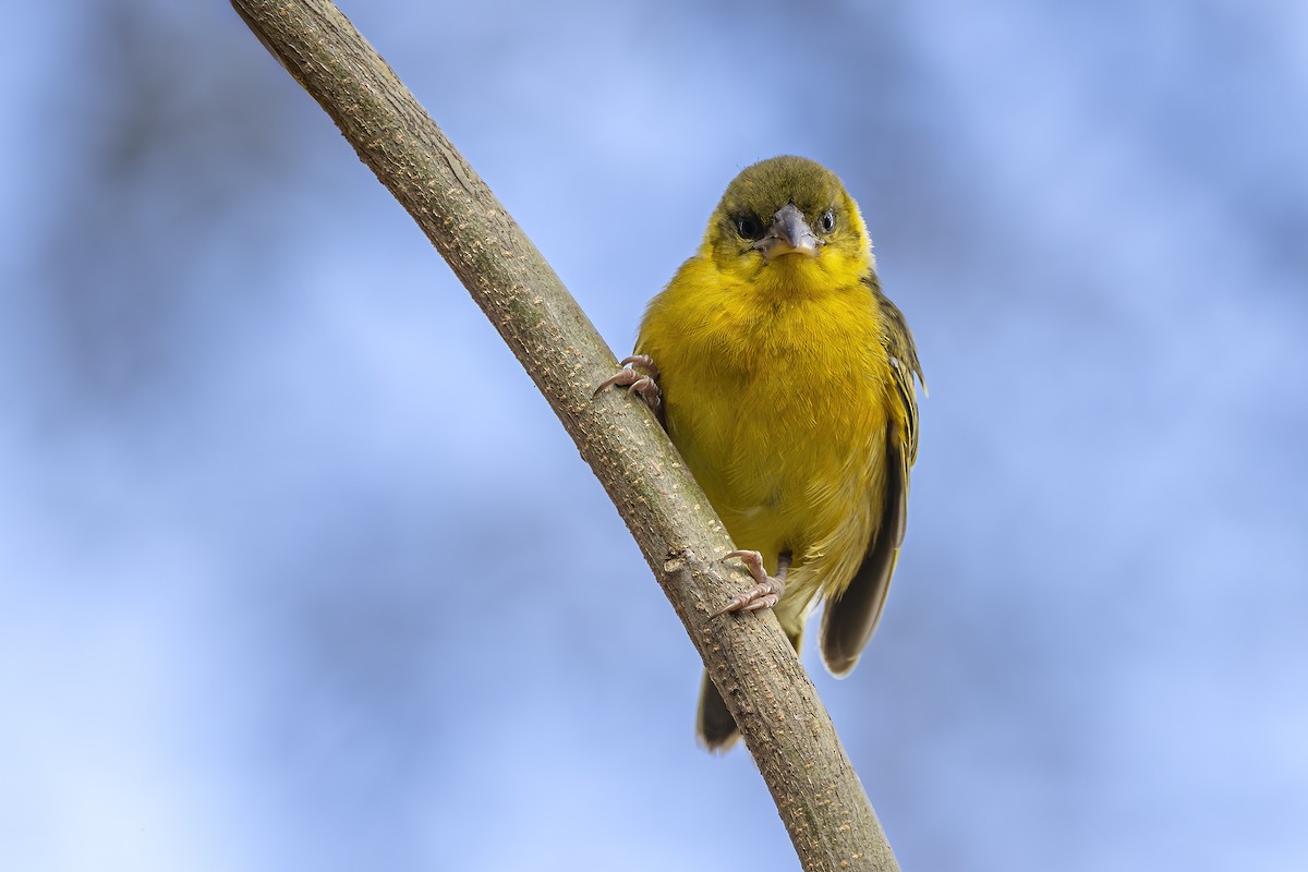 Tejedor Baglafecht - ML647105485