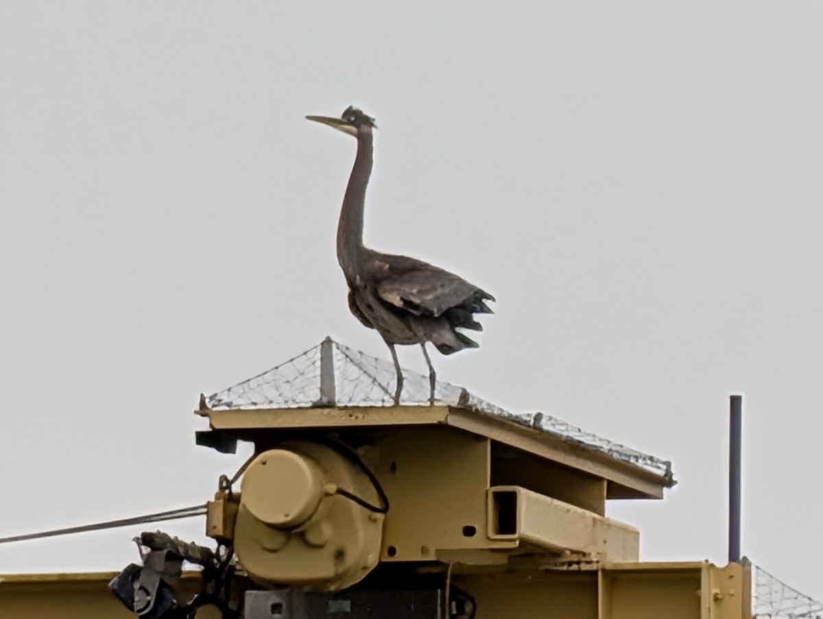 Great Blue Heron - ML647105489