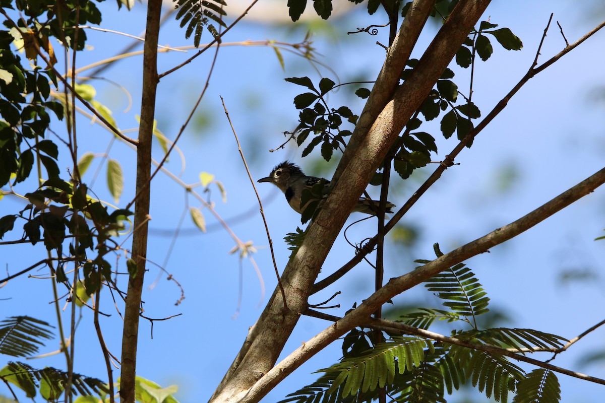 Pectoral Antwren - ML647105516