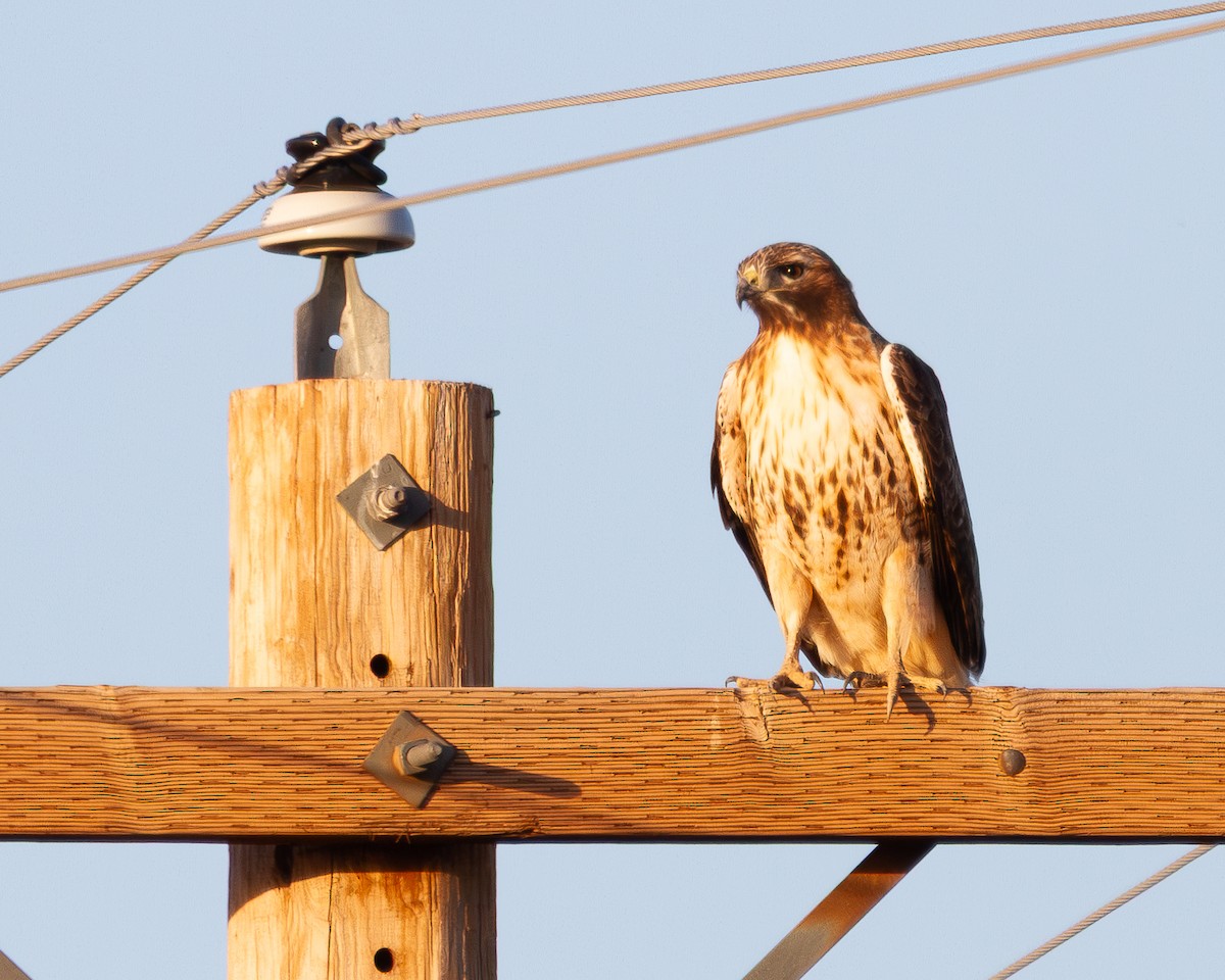 Red-tailed Hawk - ML647105518