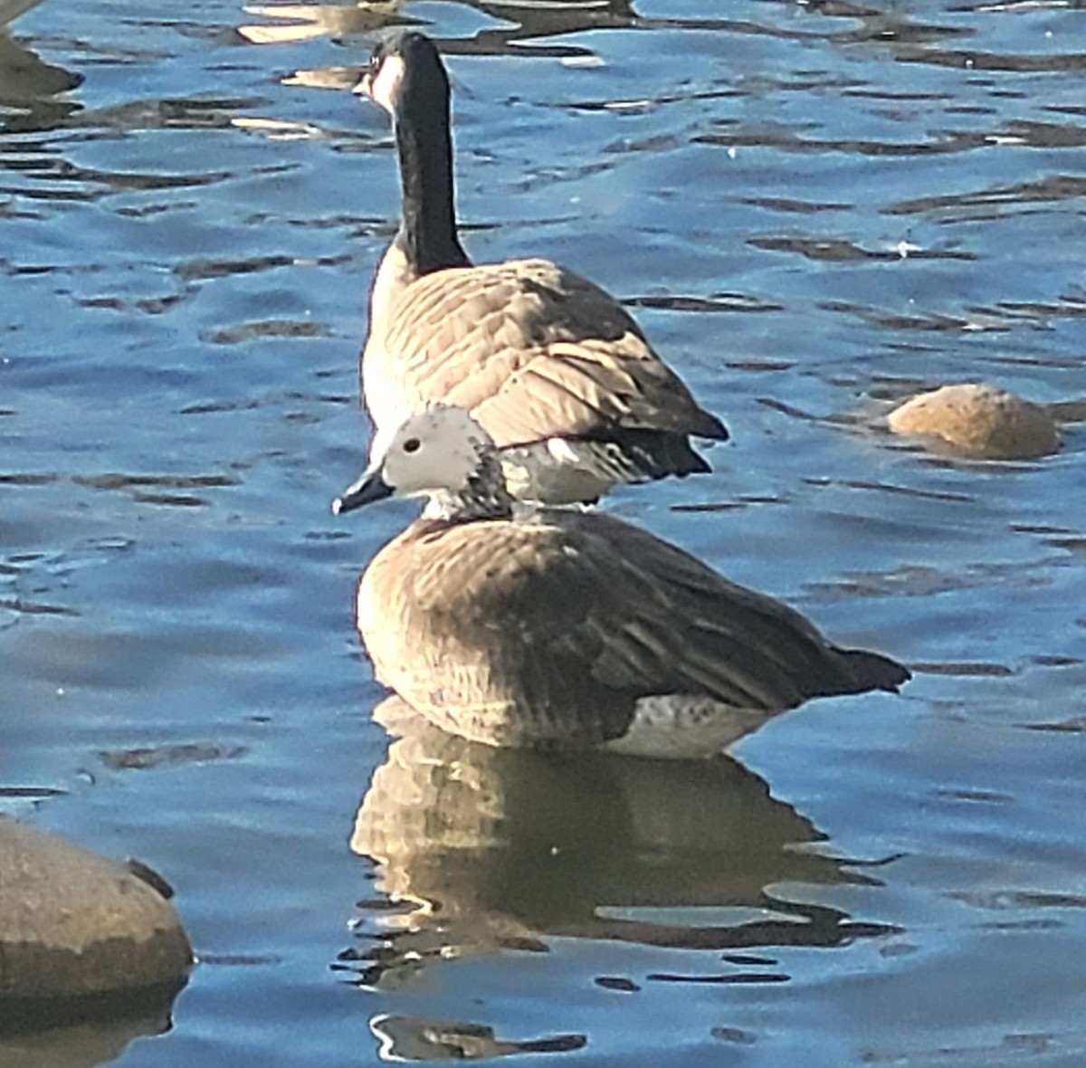 husa sněžní/bělostná x berneška malá/velká (hybrid) - ML647105528