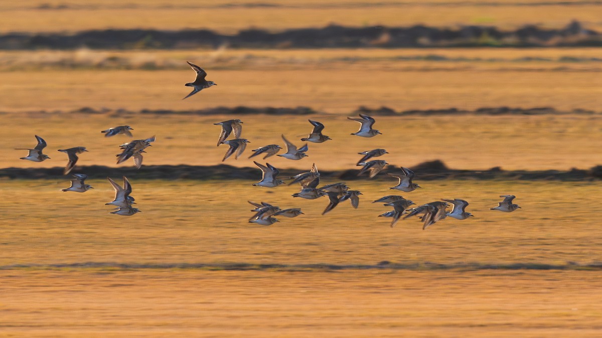 Mountain Plover - ML647105531