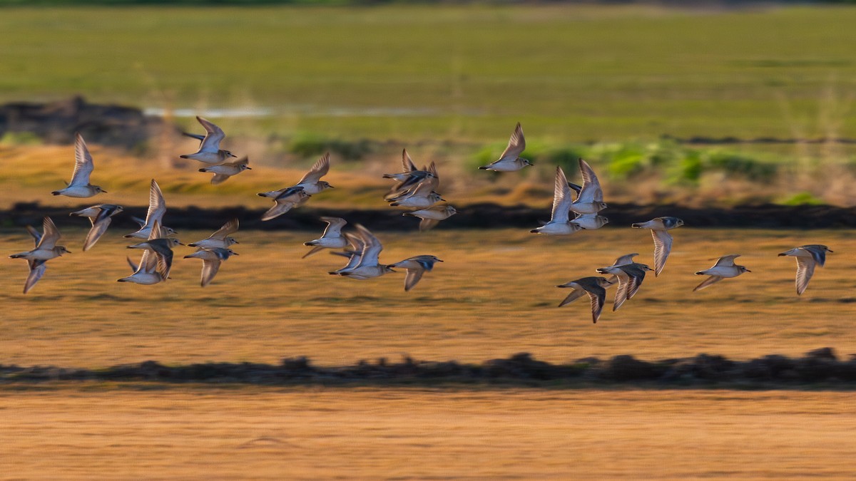 Mountain Plover - ML647105532