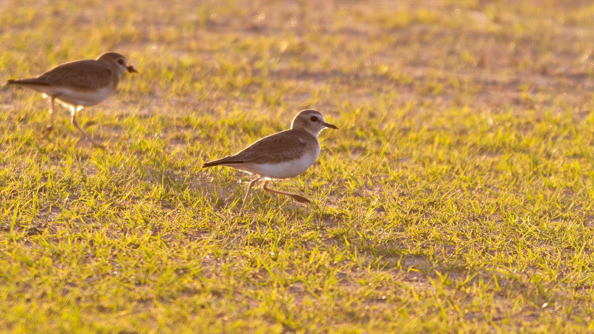 Mountain Plover - ML647105533