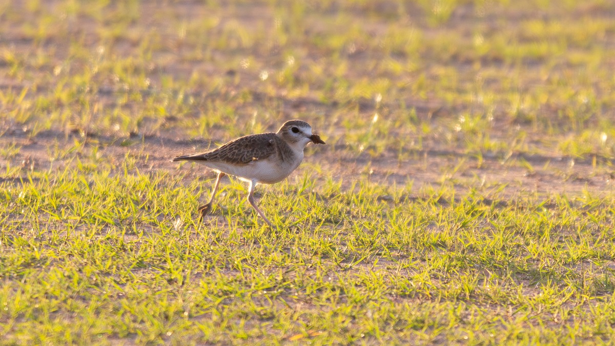 Mountain Plover - ML647105534