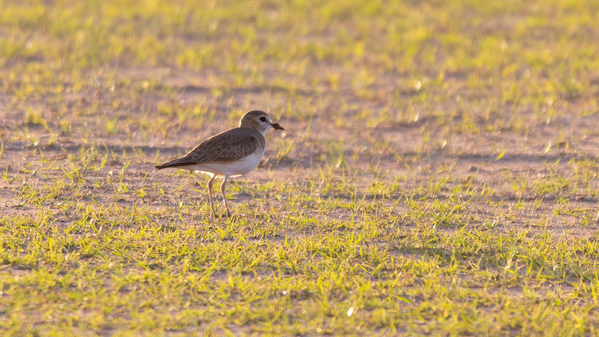 Mountain Plover - ML647105535