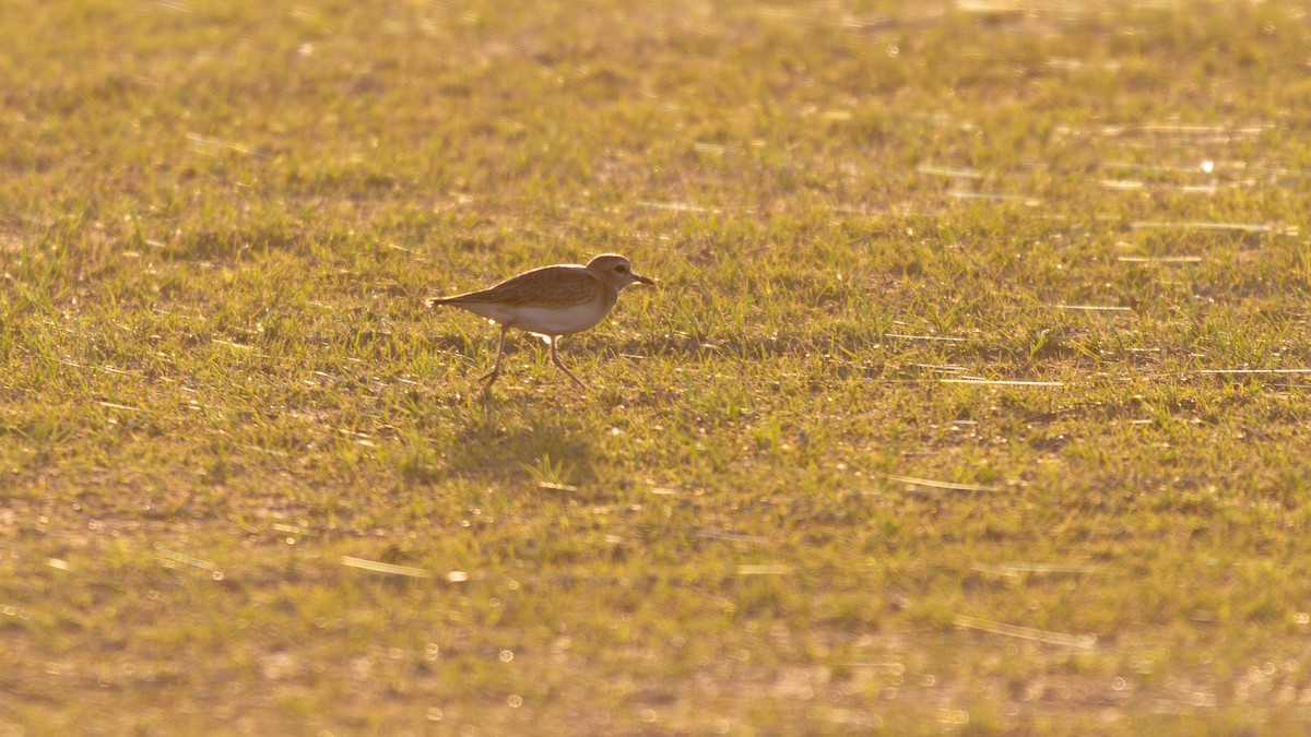 Mountain Plover - ML647105536