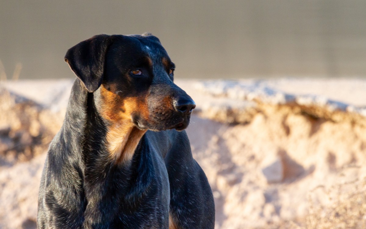 Domestic Dog - ML647105542