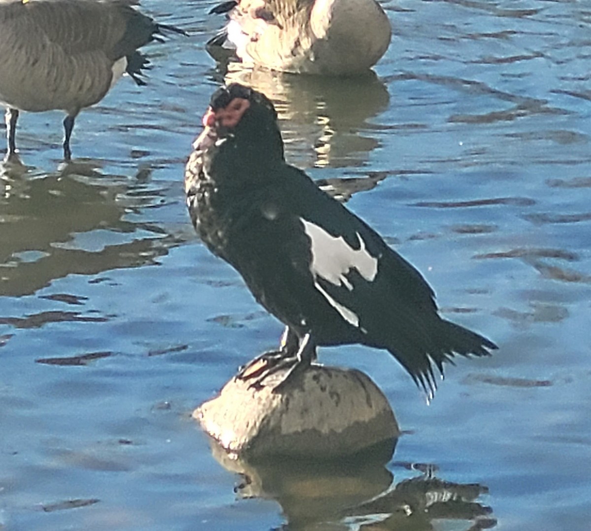 pižmovka americká (domestikovaná) - ML647105545