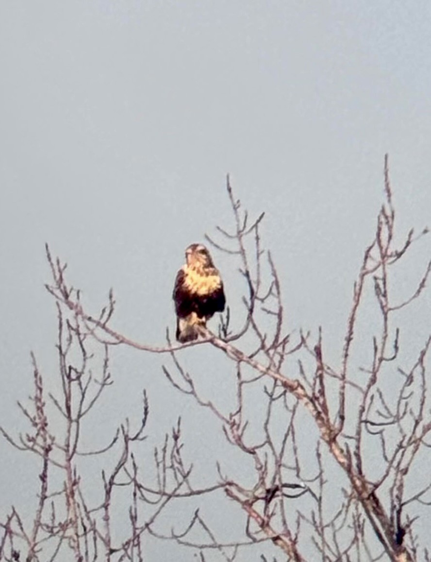 Rough-legged Hawk - ML647105559