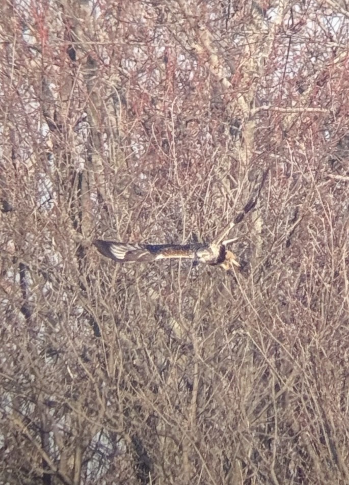 Rough-legged Hawk - ML647105560