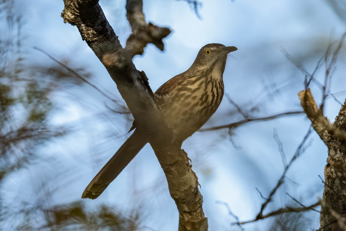 Brown Thrasher - ML647105565
