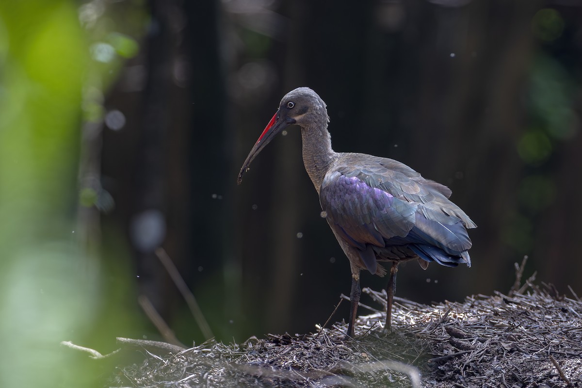 Хагедаш - ML647105571