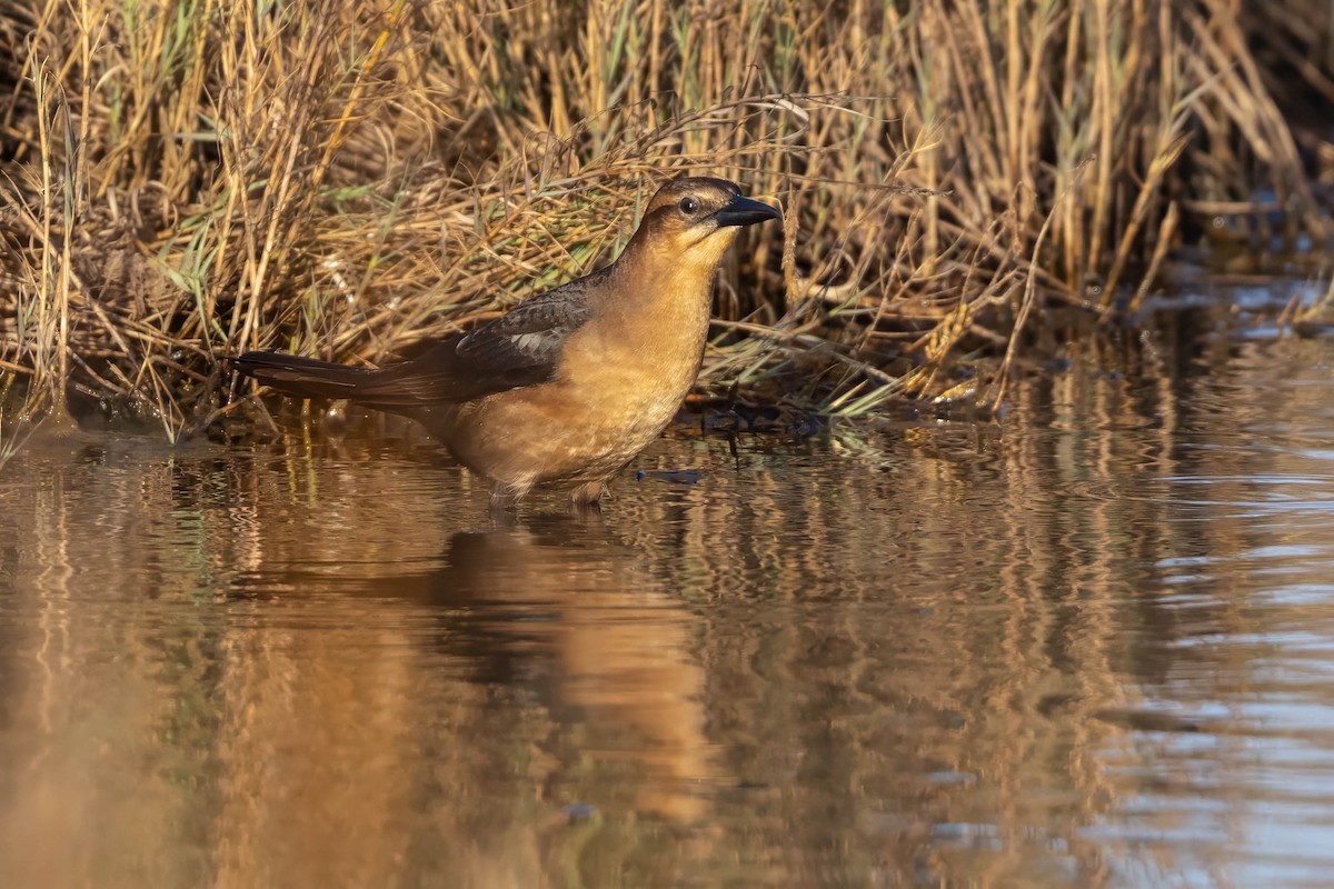 キタオナガクロムクドリモドキ - ML647105572