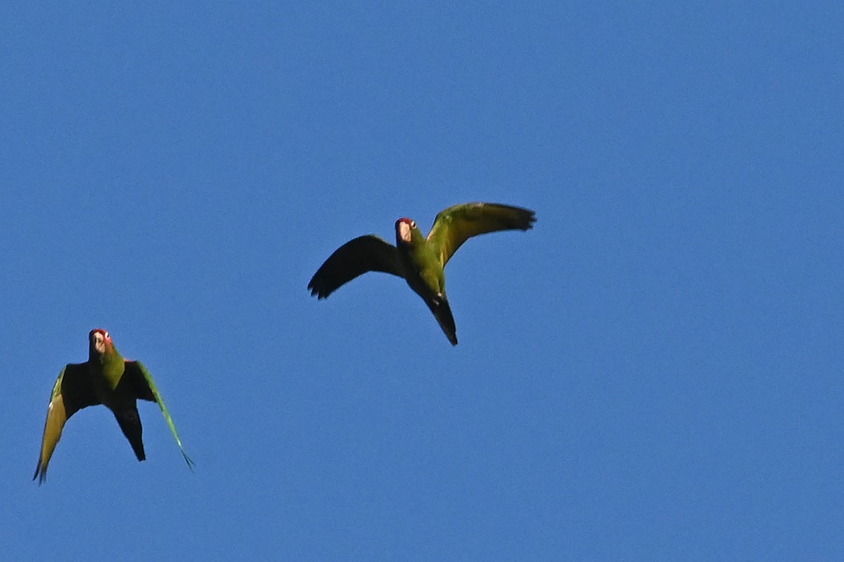 Mitred Parakeet - ML647105584