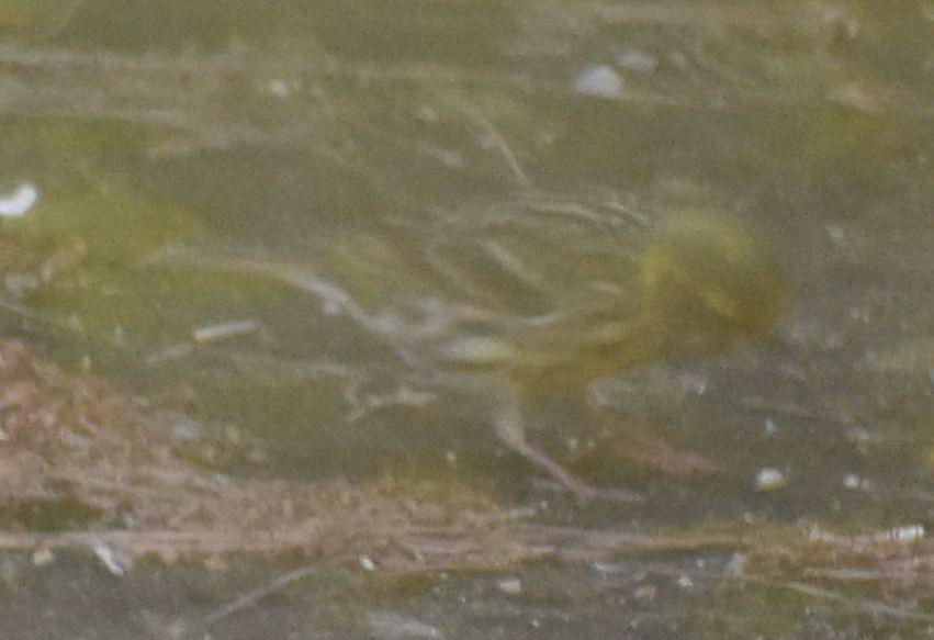 Girlitz - ML647105586